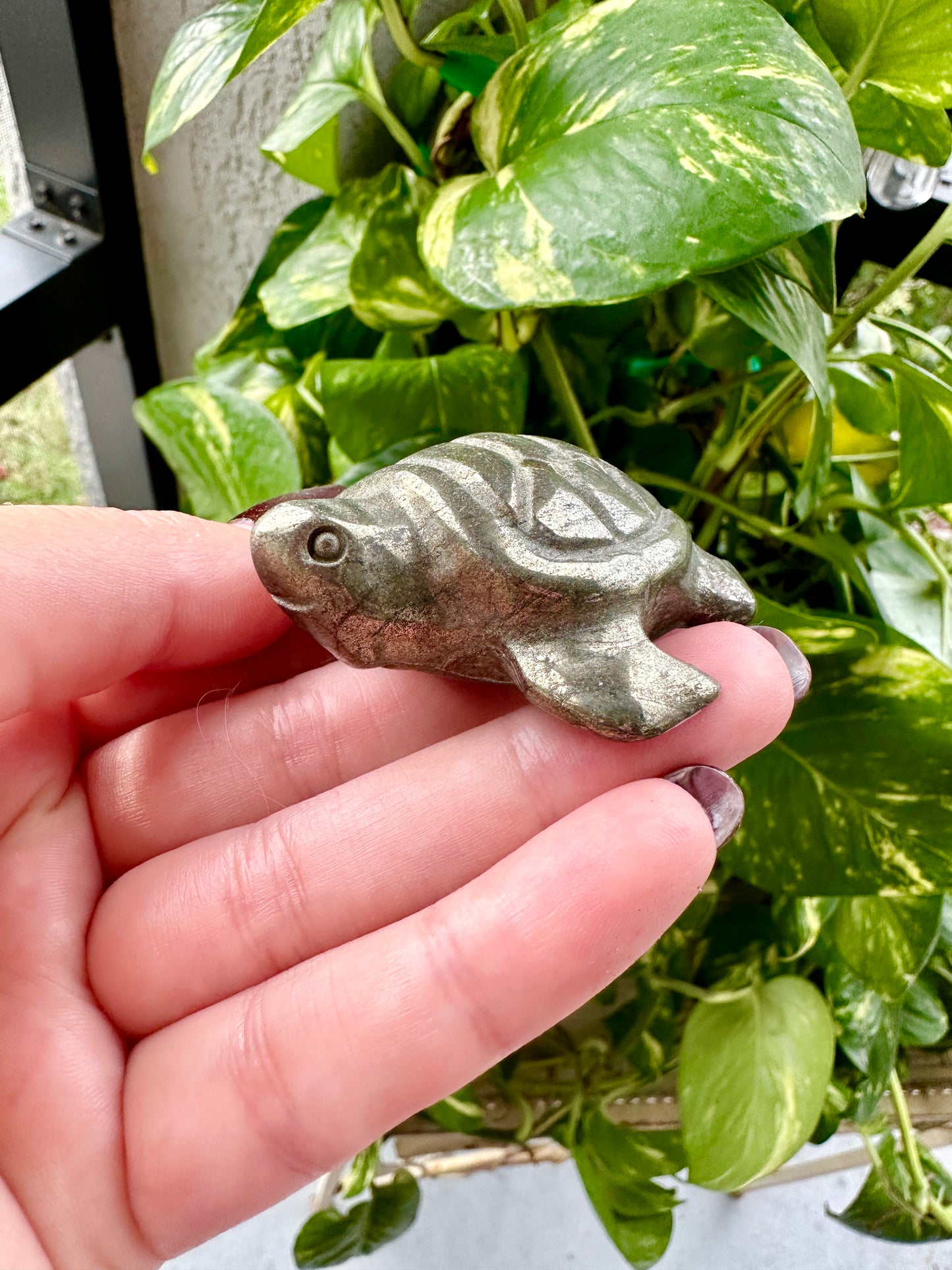 Pyrite - Turtle