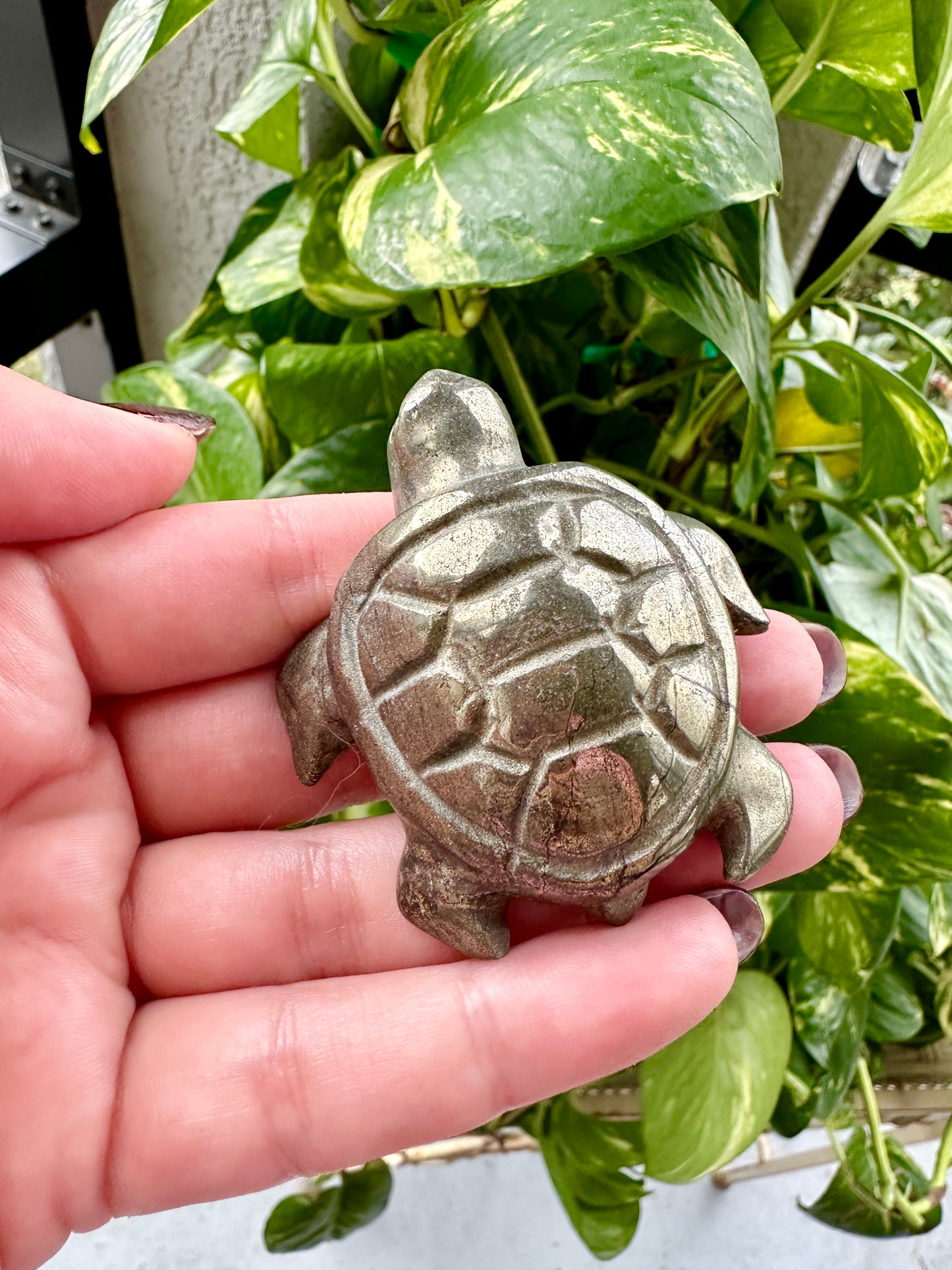 Pyrite - Turtle