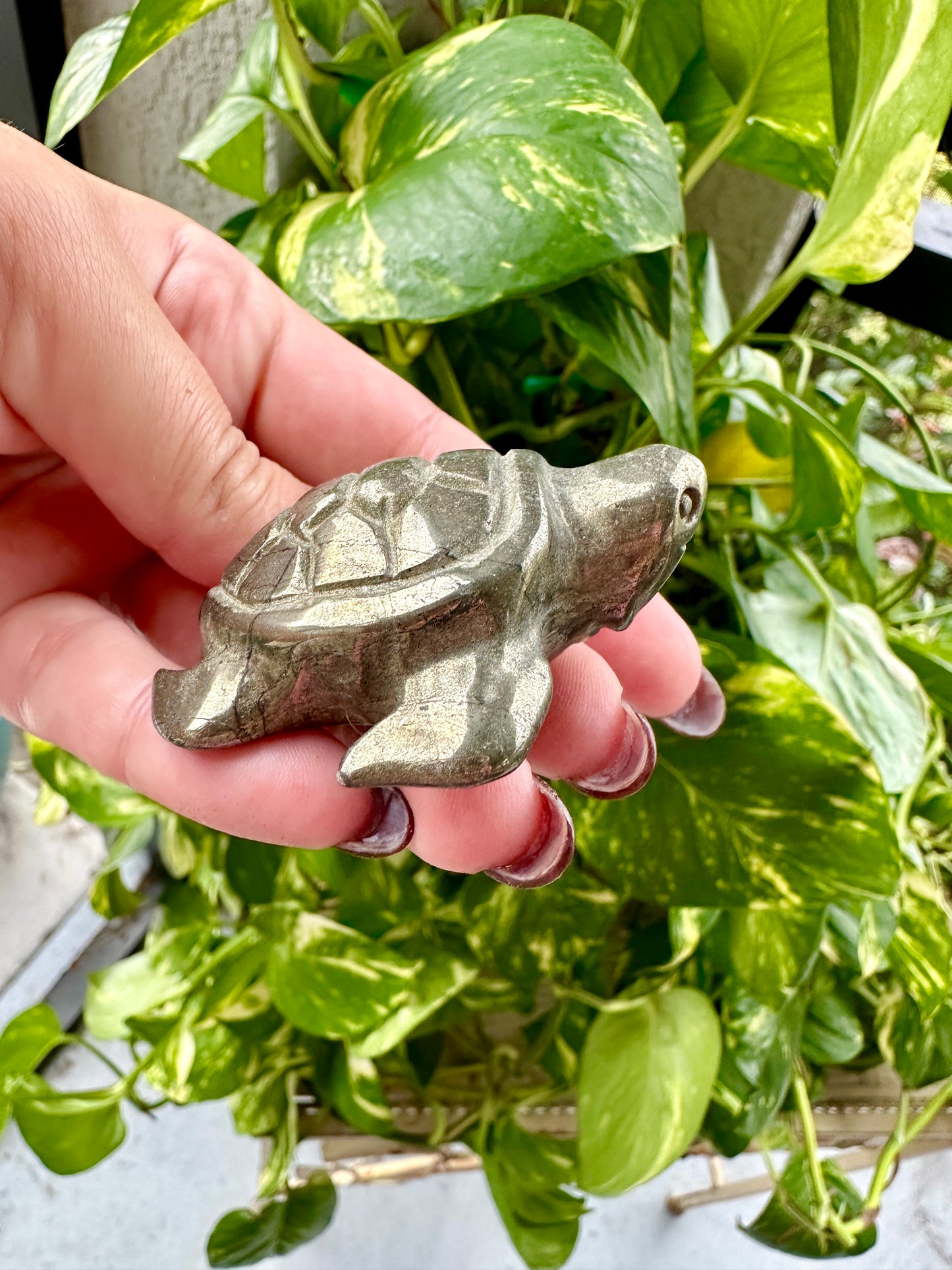 Pyrite - Turtle