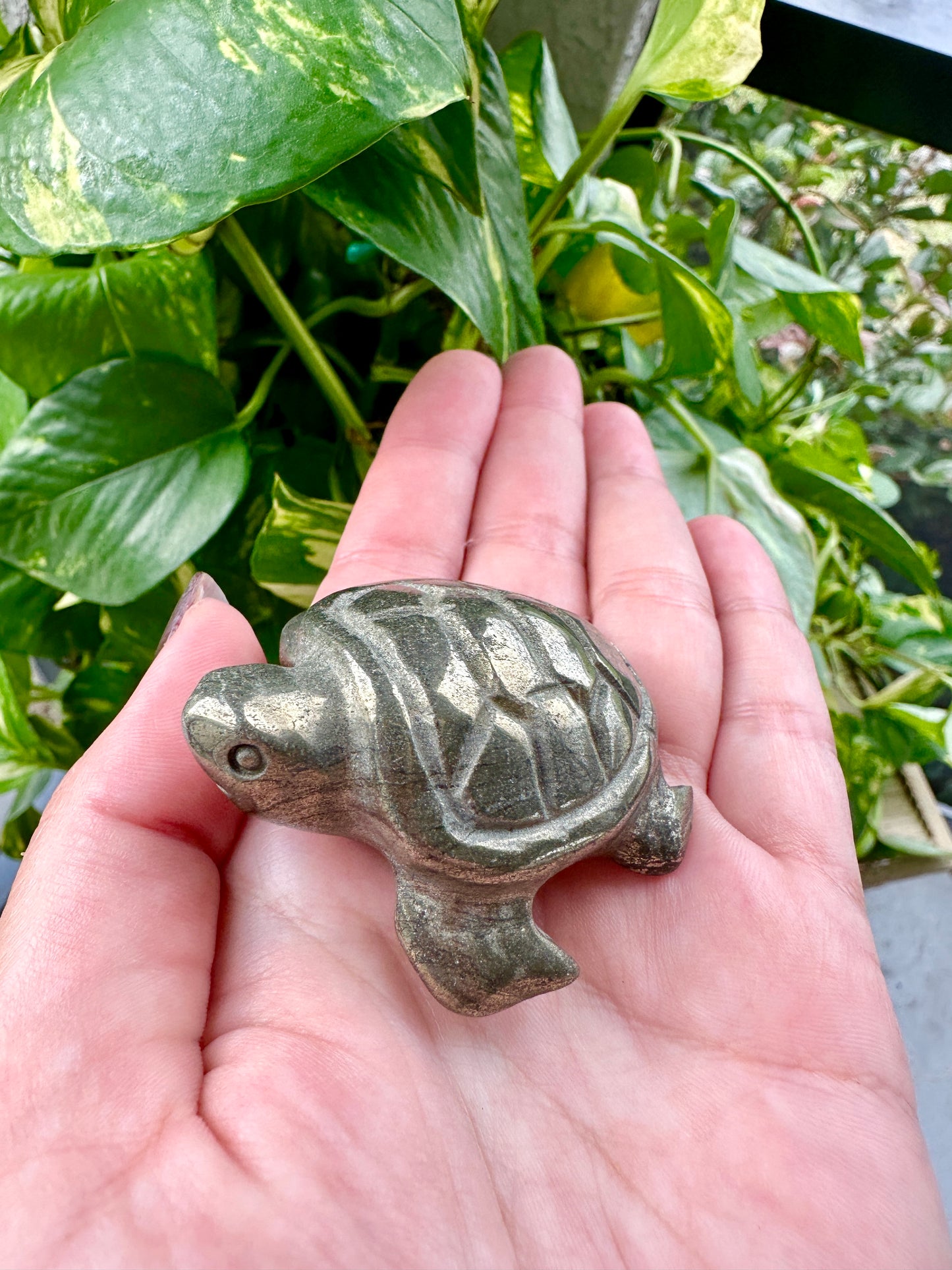 Pyrite - Turtle