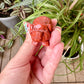 Red Jasper Pig Carving for Home Decor | Natural Stone Healing Crystal | Pig Figurine Sculpture | Spiritual Animal Totem Gift